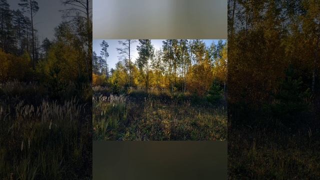 Очарование осени