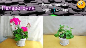 Пеларгония. Формируем 3х. месячный черенок.