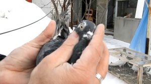 Что Рома видит в глазе голубя.....