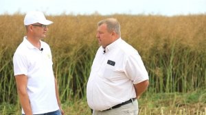 Озимый рапс компании RAPOOL в ОАО «Остромечево». Результаты уборки.