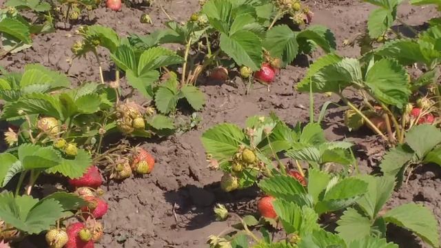 Клубника Чамора Туруси- весна 2019 смотреть онлайн