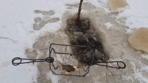 Охота на Бобра