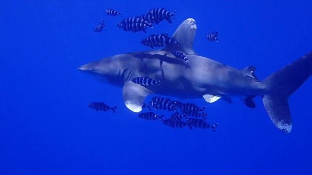 meeting love , oceanic longmanous shark ❤️ red sea смотреть онлайн
