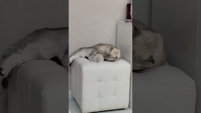 Кошачьи ласки💞