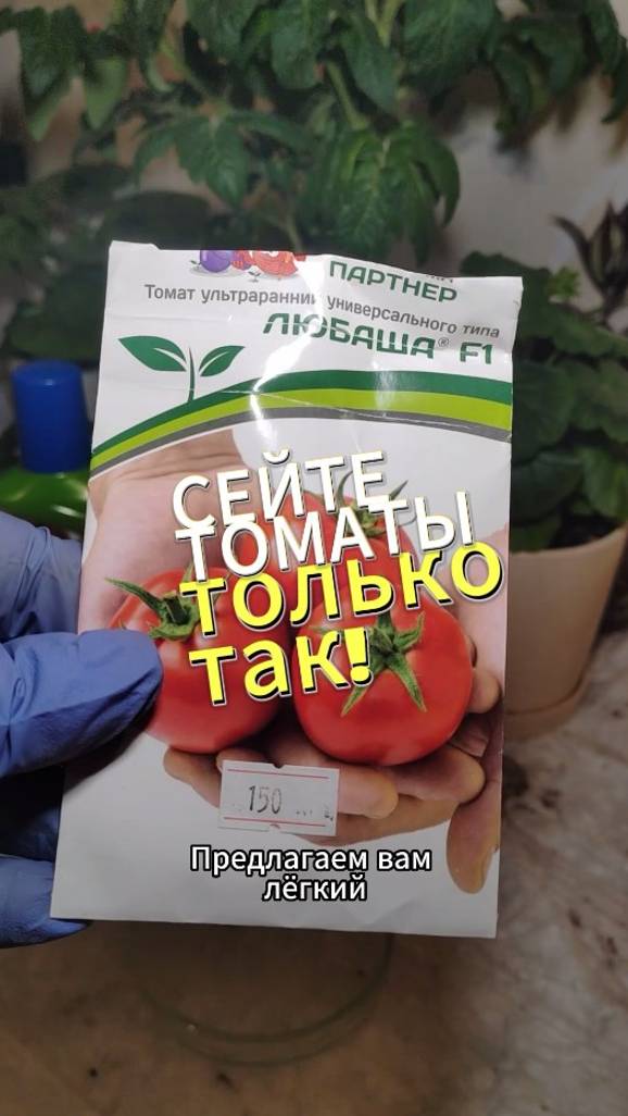 Сейте томаты только так - как правильно посеять томаты #томаты #рассадатоматов