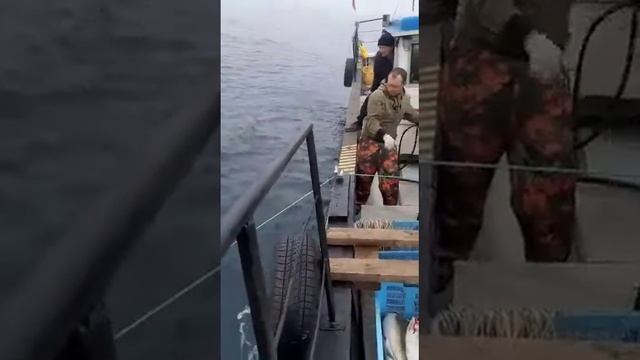 Добыча Рыбы "треска" смотреть онлайн