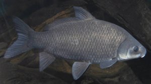 РР4: Ахтуба — Сазаны, буффало и катушка, которую сломал монстр! 😱 Русская Рыбалка 4  (73 серия)