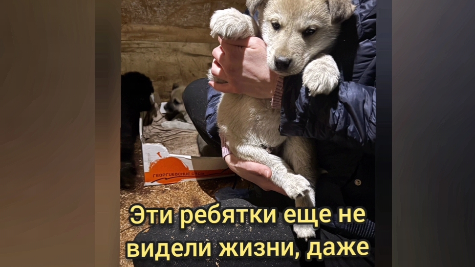 Спасите от смерти щеночков! ДОСТАВКА ПО РОССИИ БЕСПЛАТНО!