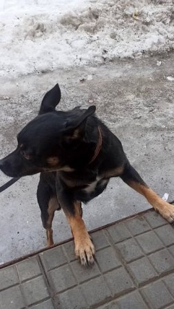 Ждём хозяина 😍
