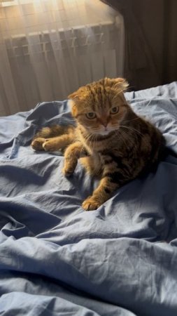 Милая шотландская вислоухая кошка 🐱