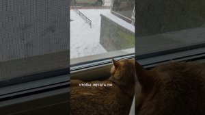 Монолог в засаде: Как кот Тоша притворялся грозным, а птицы не поверили ⬛