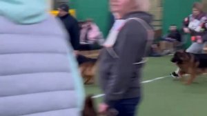 РАБОЧИЙ КОБЕЛИ ДШ 4 / КЧК БРОННИЦЫ 16 марта`25 P.Firic Моно немецких овчарок