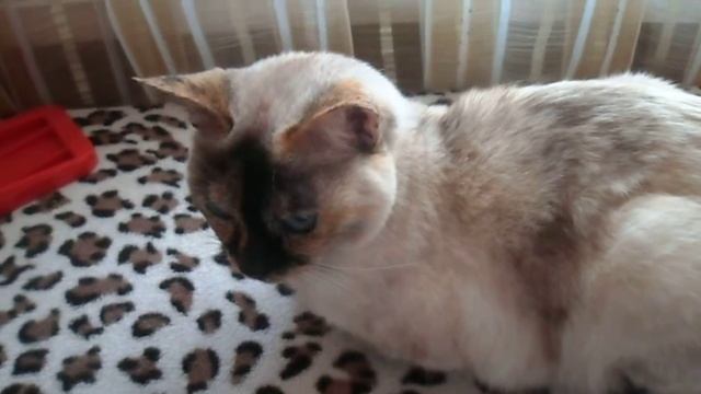 Стих про моих животных смотреть онлайн