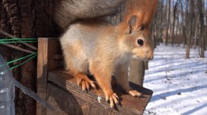 Немного о Балерине