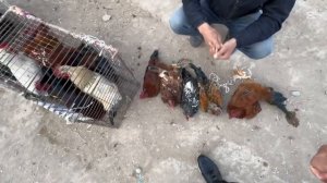 хазорасп парранда бозори нархлари