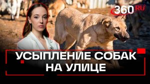 Закон об усыплении бродячих и агрессивных собак запущен на федеральном уровне