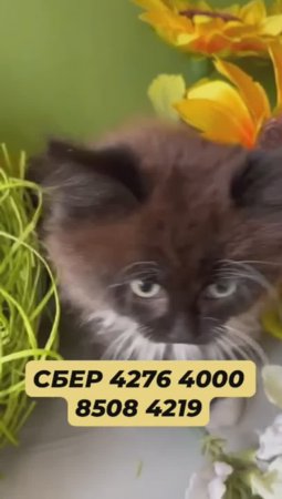 Кошечка из подъезда