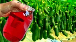 2 КАПЛИ И ОГУРЦОВ НАРАСТАЕТ ТОННА