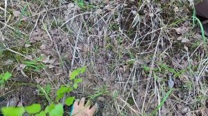 НЕВЕРОЯТНАЯ ЖАРА, ПОИСК МОНЕТ И МЕТАЛЛА.