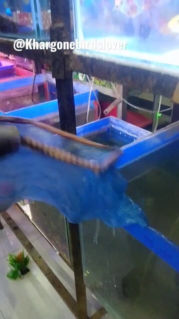 Pregnant Fish Pakdi 🥰😀@Fishfam @RAWWFishing #youtubeshorts #viralshorts #shorts смотреть онлайн