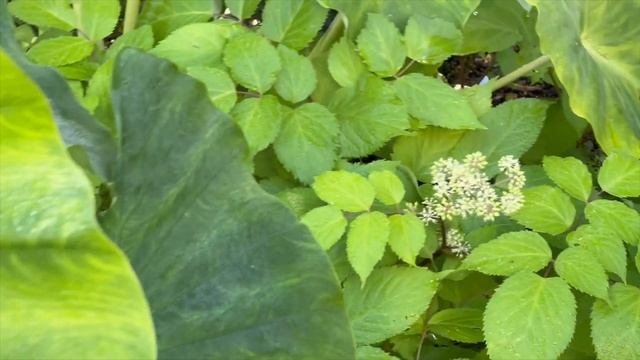 How to Overwinter Cannas geraniums Dahlias and Caladiums