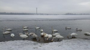 Лебеди. 18 марта 2025. Часть 2