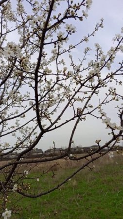 пришла весна в Краснодар