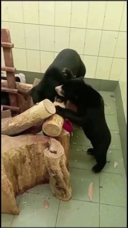 Мишки 🧸