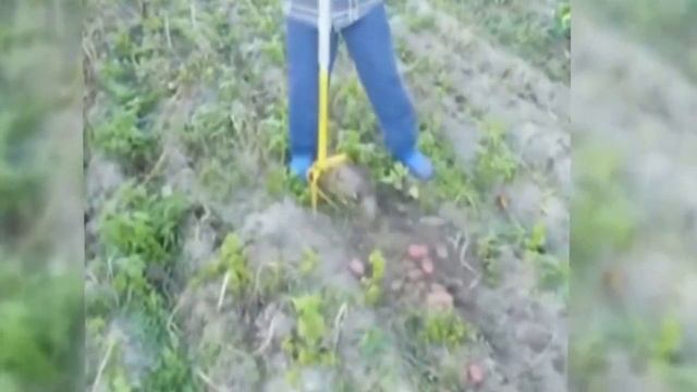 КАРТОФЕЛЕКОПАТЕЛЬ