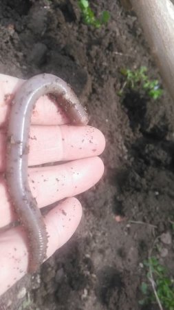 Грабак это личинка майского жука и жука-носорога