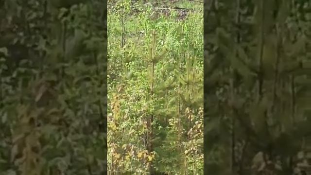 Медведица с двумя медвежатами🐻🐻🐻 смотреть онлайн