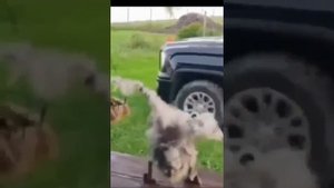 Юморочек .mp4