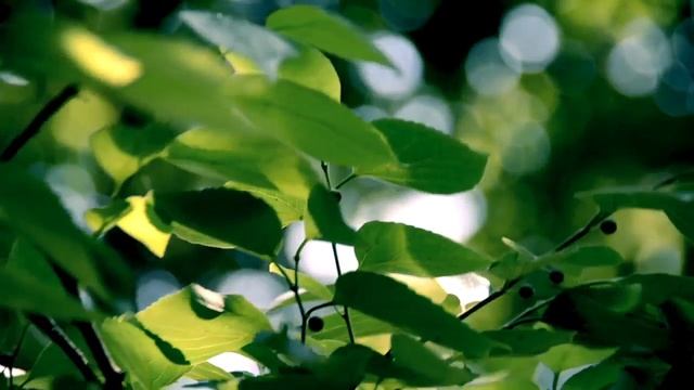 Ивлин Во / рассказ "Коротенький отпуск мистера Лавдэя" / аудиокнига / читает Нана Медведева смотреть онлайн