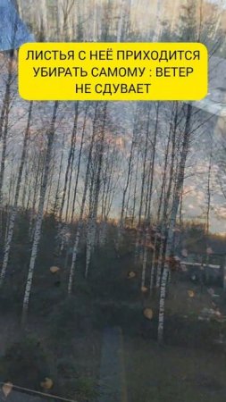 ⚠️ Ещё один минус плоской кровли #shorts