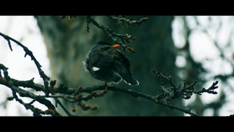 Srinagar: Beyond Dal Lake (Saharanpur to Srinagar in ALTO 800)