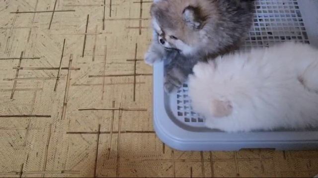 VID-20250318-WA0009 смотреть онлайн