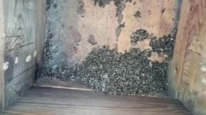 Погибли пчёлы,проведём анализ.Авария у друга на пасеке!!!