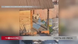 Рысь пугает жителей садоводства под Иркутском
