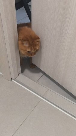 Кот пришёл в туалет 🐈