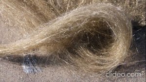 Слезы Пеле, волосы Пеле