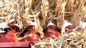 Зерноуборочный комбайн TORUM 750 на уборке кукурузы в Амурской области