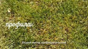 Ржавчина газона. Способы профилактики и лечения.