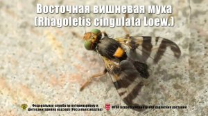 Восточная вишневая муха (Rhagoletis cingulata Loew.)