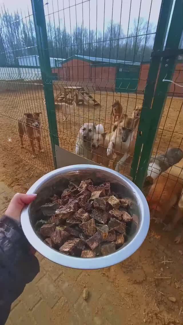 "Мартовская ода вкусняшкам" ❥ Приют в Малинках