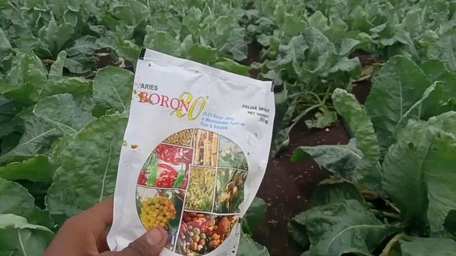 फूल गोभी की खेती (cauliflower farming)अंतिम अवस्था में करे NPK0050 एव बोरान का स्प्रे फूल बनेग सफे смотреть онлайн