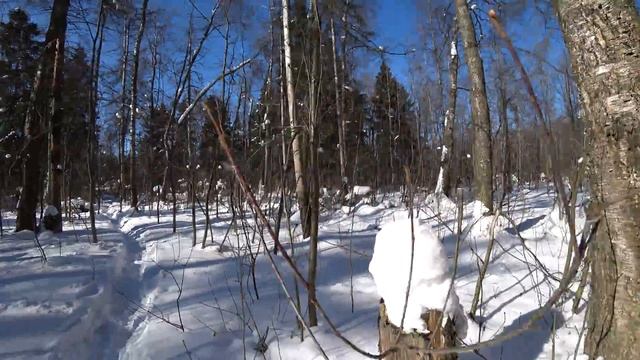 Заснеженный лес / Snow-covered forest (Sony FDR X3000) смотреть онлайн