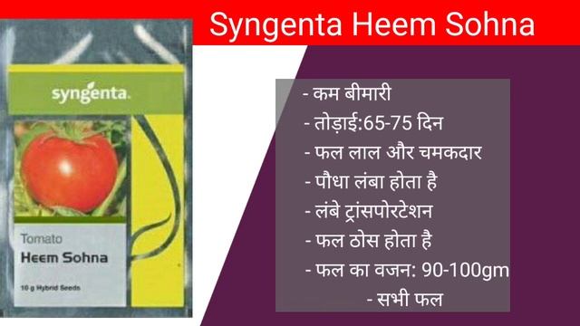 Best hybrid variety of Tomato | Top Best variety of Tomato for high production and huge profit |