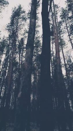 Странное дерево. Так не бывает! #shorts