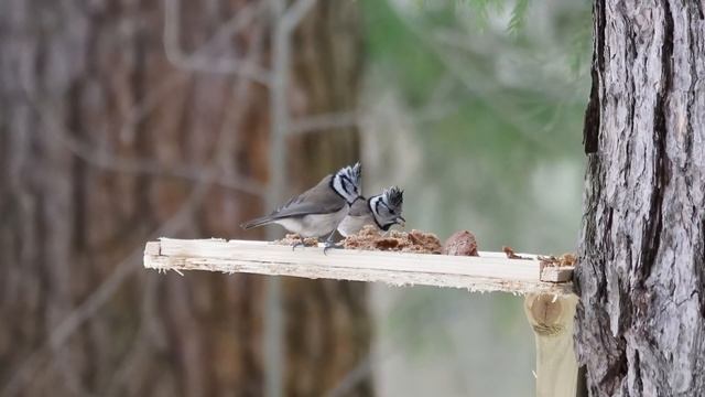Хохлатая синица смотреть онлайн