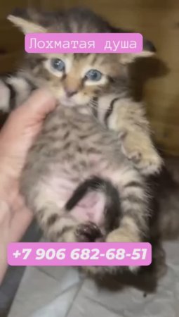 Выбирайте котят